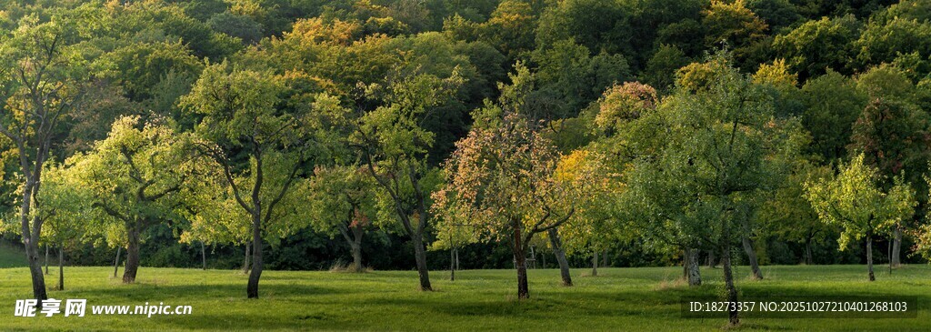 秋日多彩树林与开阔草地