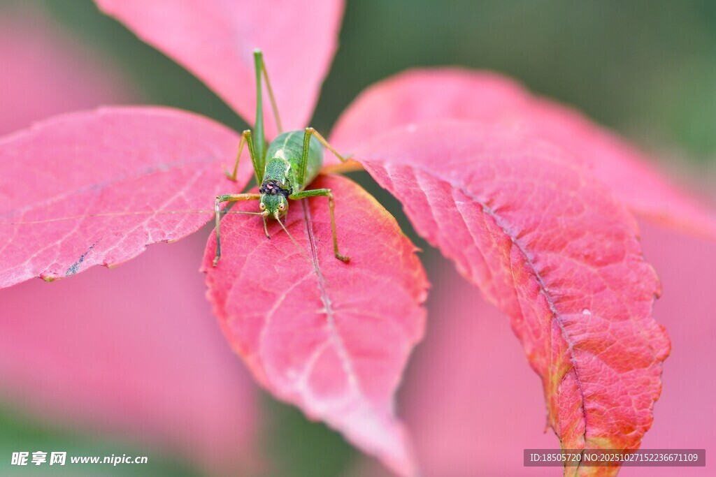 绿叶栖于粉红叶脉间
