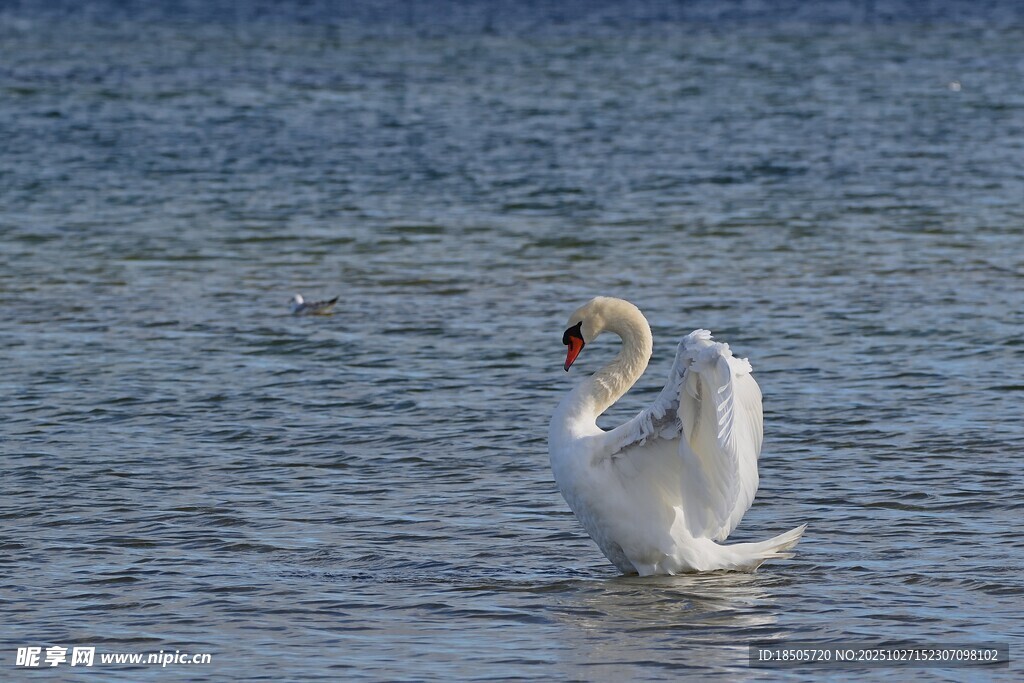 水中天鹅展翅优雅姿态