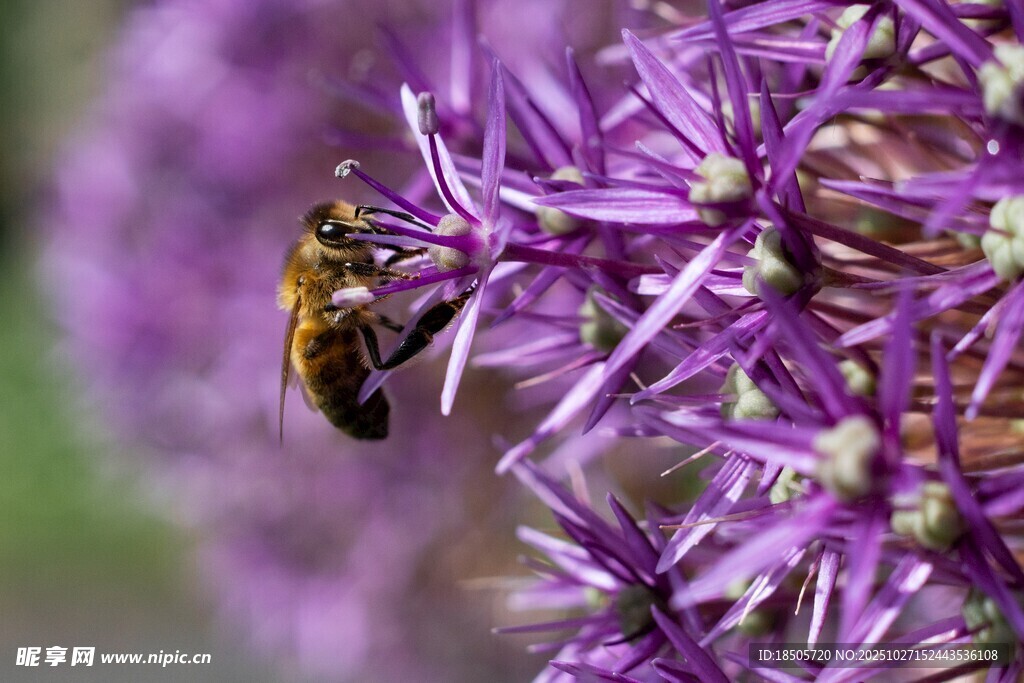 蜜蜂采蜜于紫色花朵间