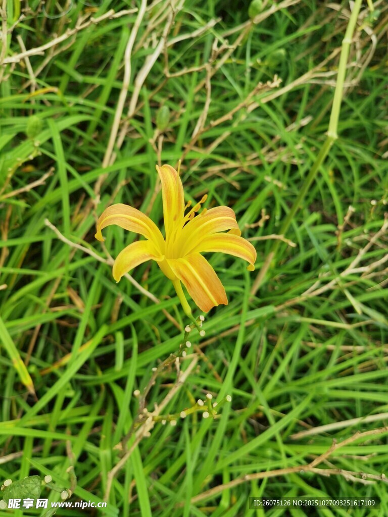 草地上的黄色百合花