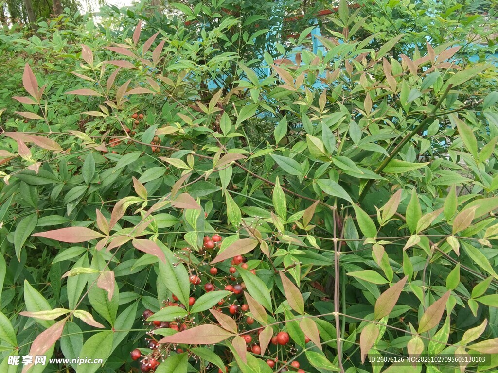 多彩叶片植物景观