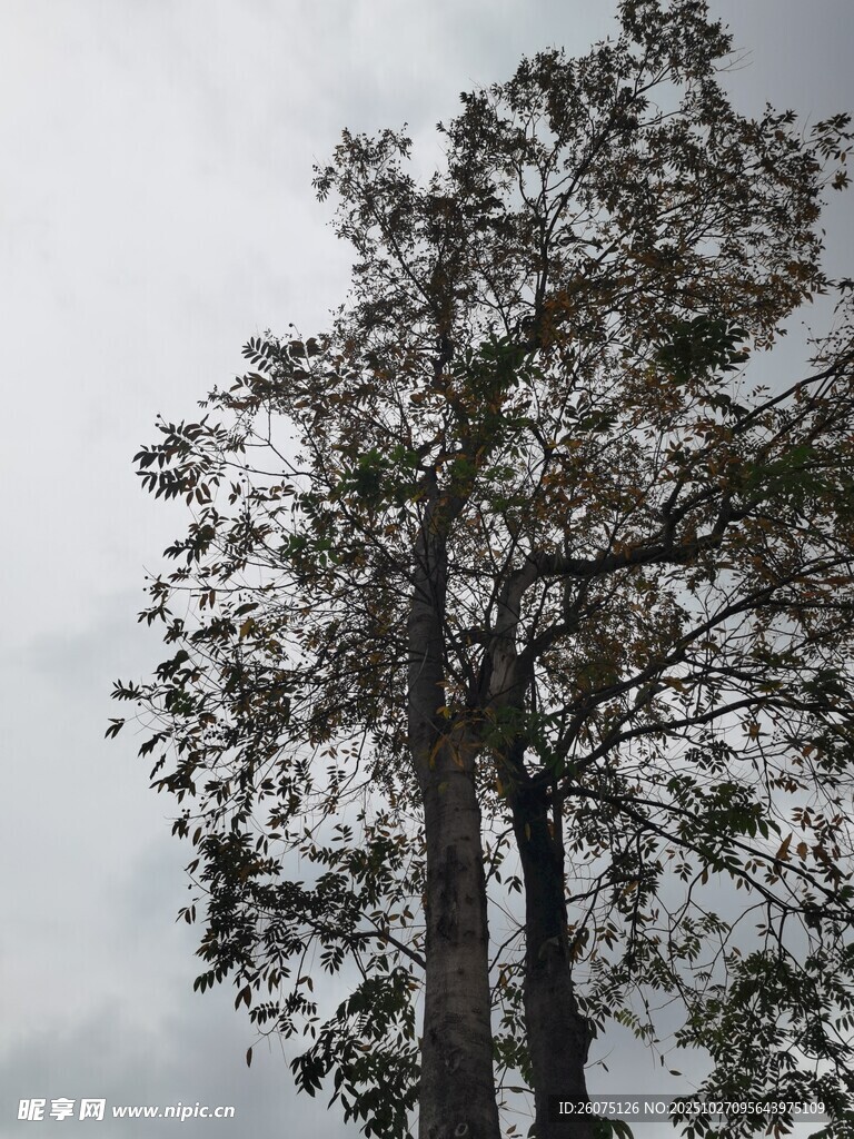 孤树挺立枝叶繁茂