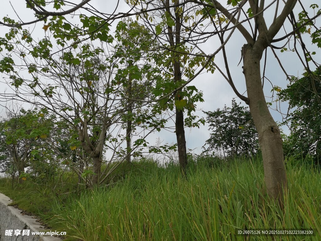 路边绿树与草地景致
