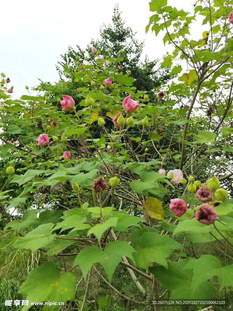 繁花满枝的茂盛植物