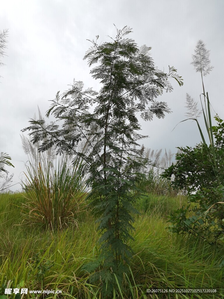田野中的挺拔绿植