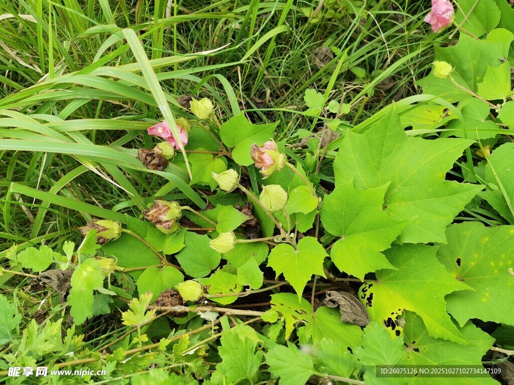 草丛中的粉色小花