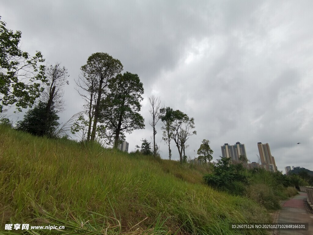 草地树林间的阴沉天空