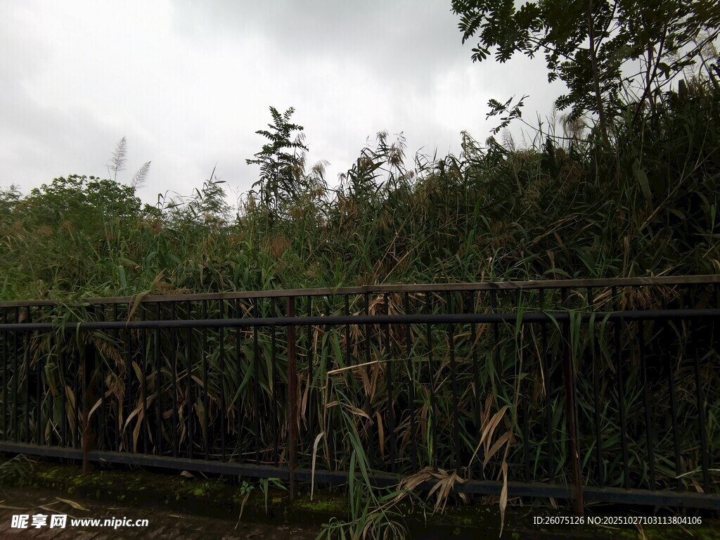 雨中围栏旁的茂密植物