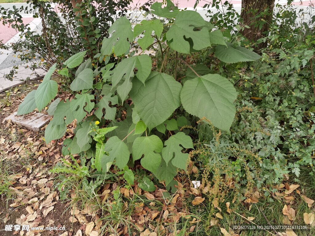 绿叶繁茂的地面植物景观