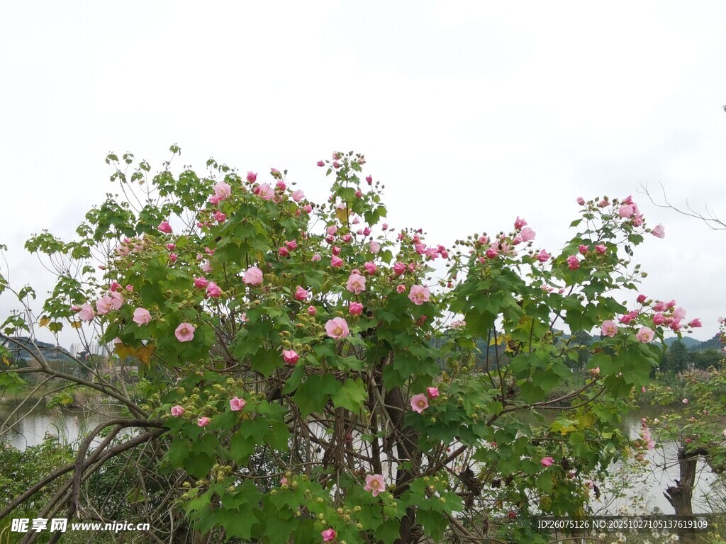 盛开的粉色花朵与绿叶