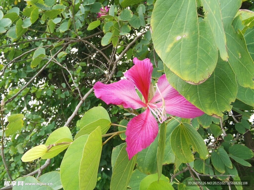 娇艳粉色花朵绽于绿叶间