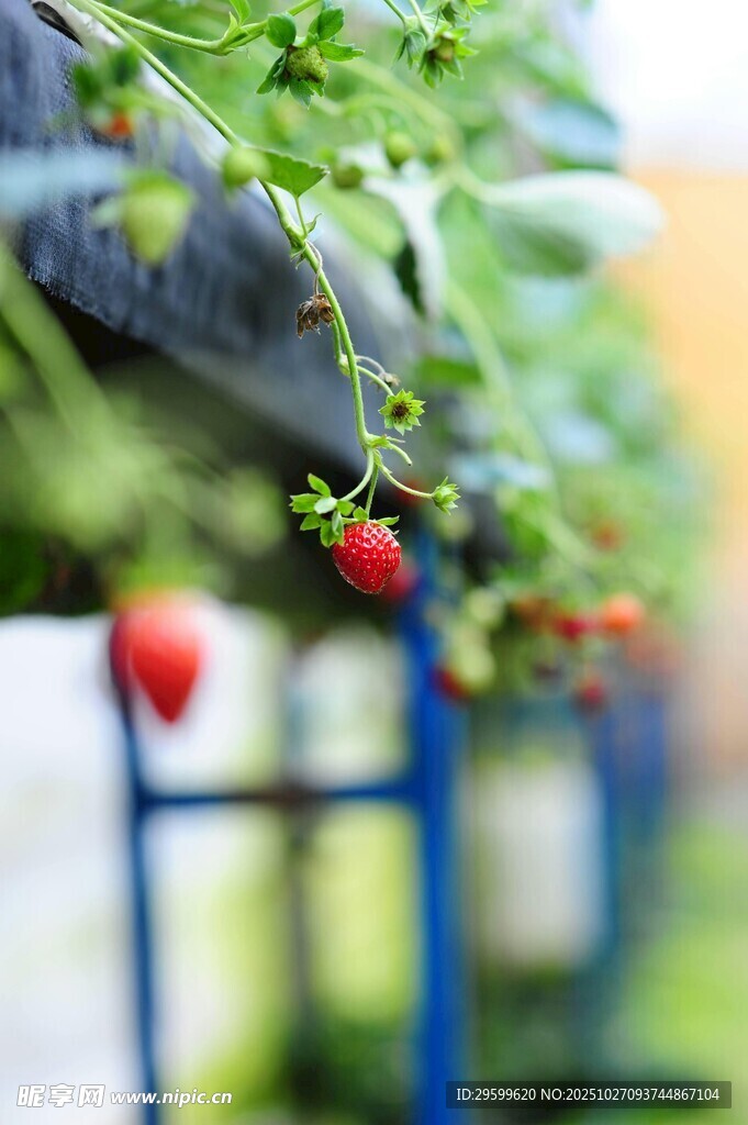 温室中悬挂的鲜红草莓
