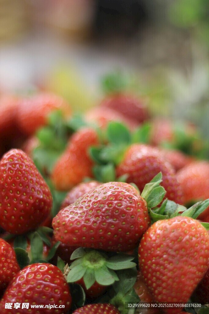 新鲜诱人的草莓果实