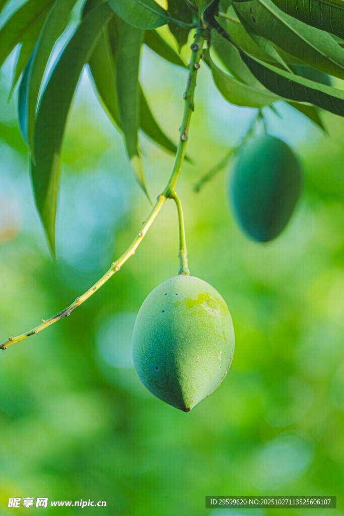 枝头挂着饱满青芒果