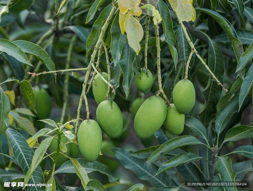 枝头挂着的青芒果