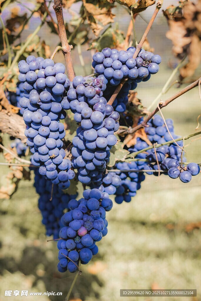 蓝紫色葡萄挂于枝头