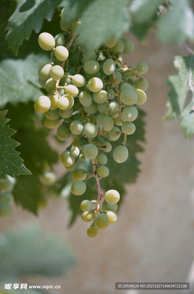 青嫩浆果挂于翠绿枝叶间