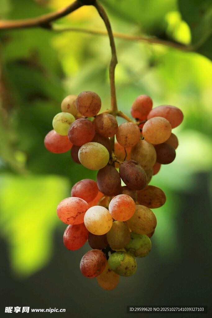 一串色泽诱人的新鲜葡萄