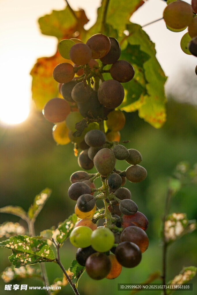阳光下的饱满葡萄串