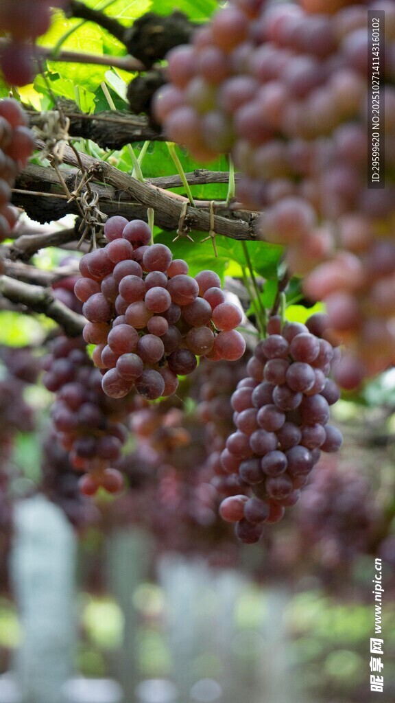 紫葡萄挂在翠绿藤蔓间