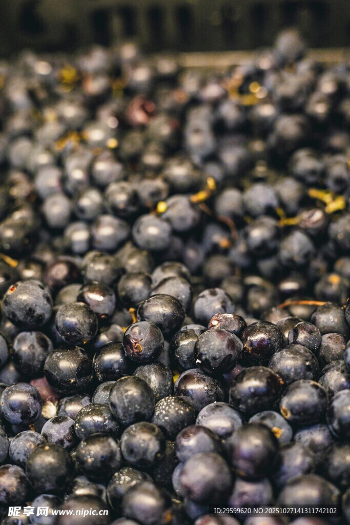 饱满紫葡萄特写