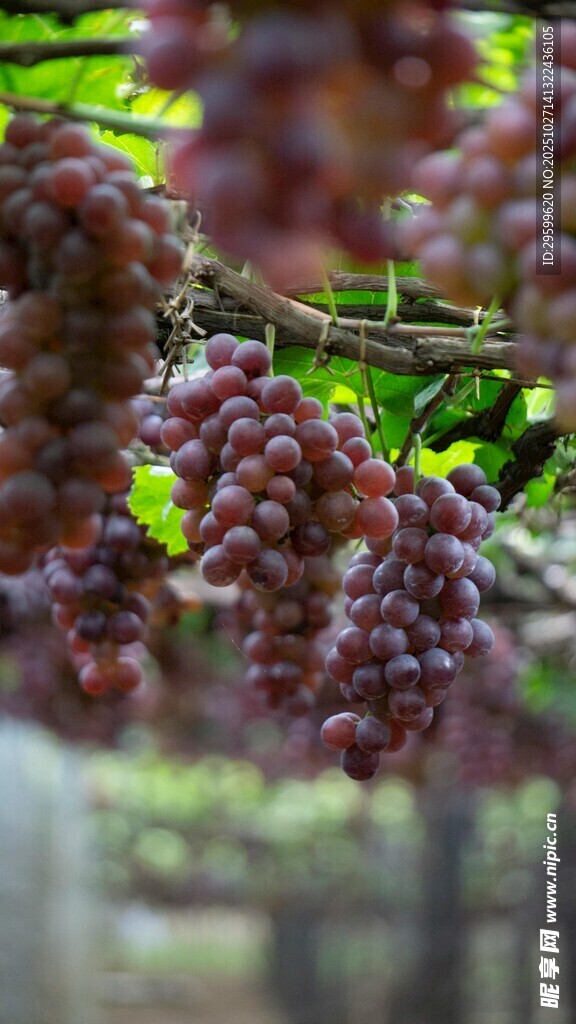 紫葡萄挂在翠绿藤蔓间