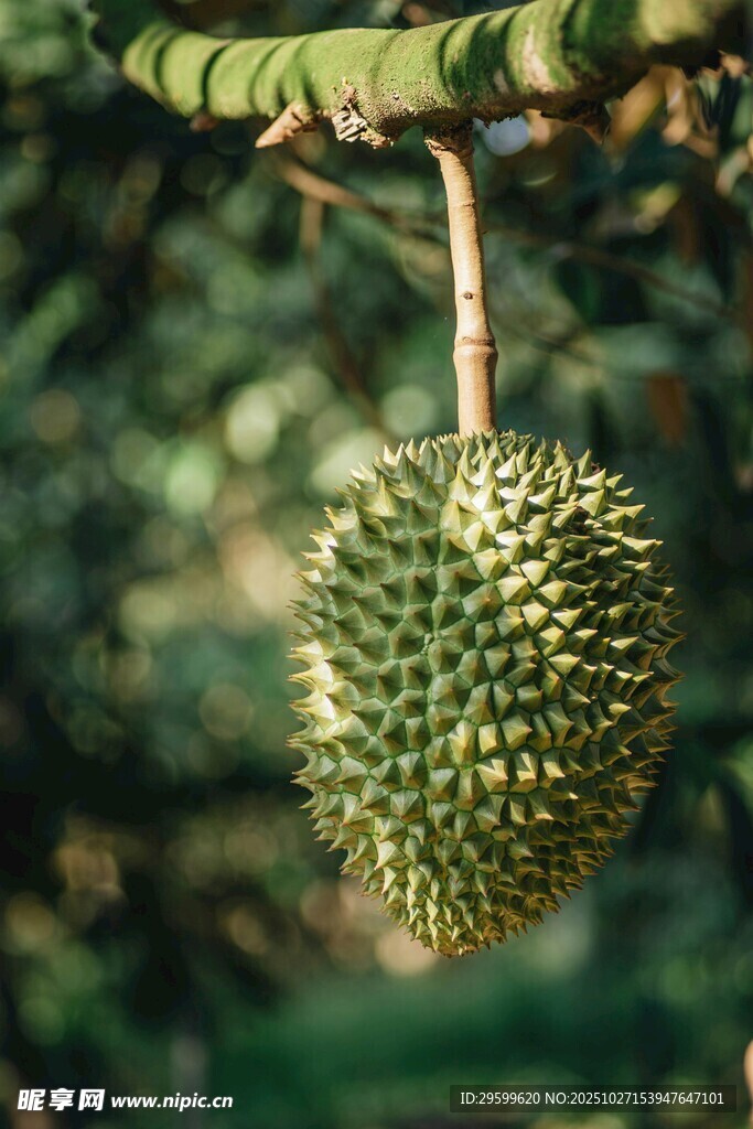 树上悬挂的饱满榴莲