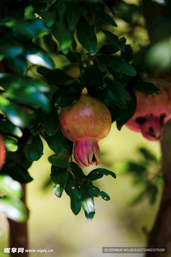 枝头挂着的成熟石榴