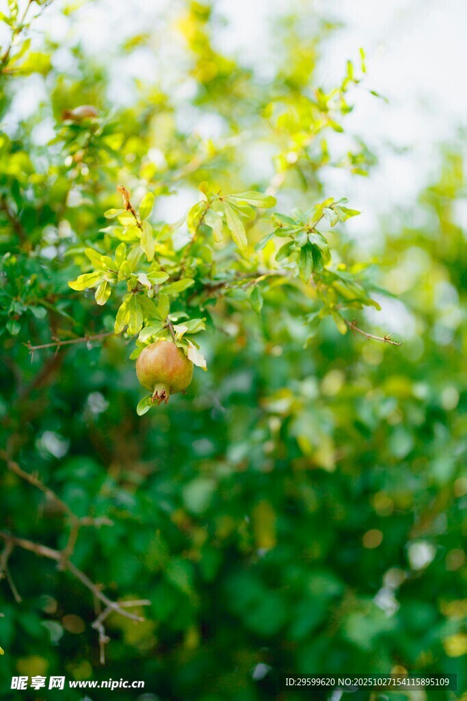绿叶间的青涩果实