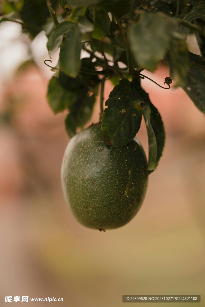 枝头悬挂的青绿色果实