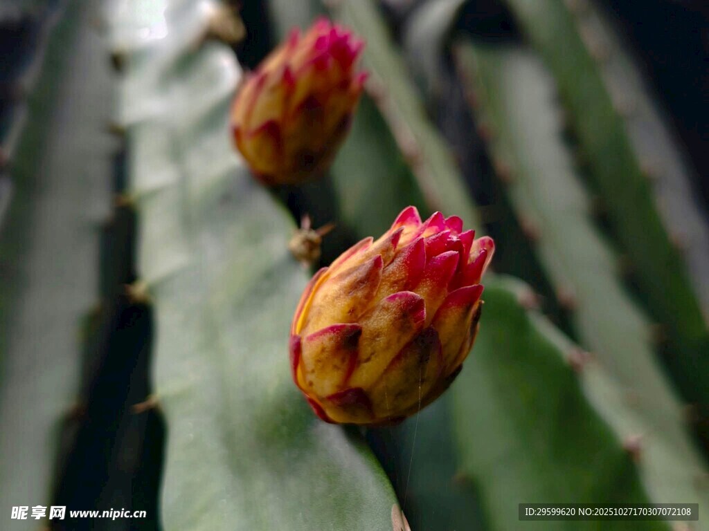 火龙果花苞特写