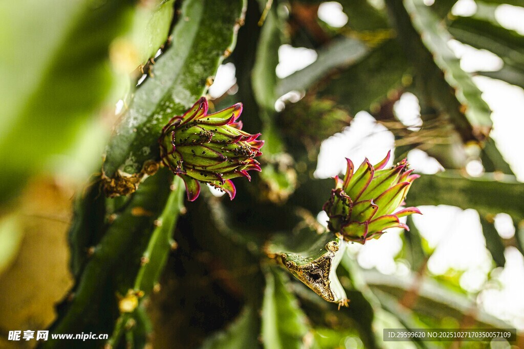 仙人掌上的红色小花