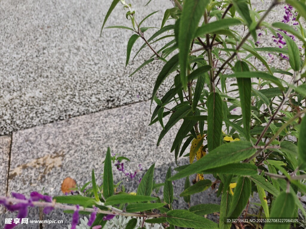 路边绽放的紫色小花