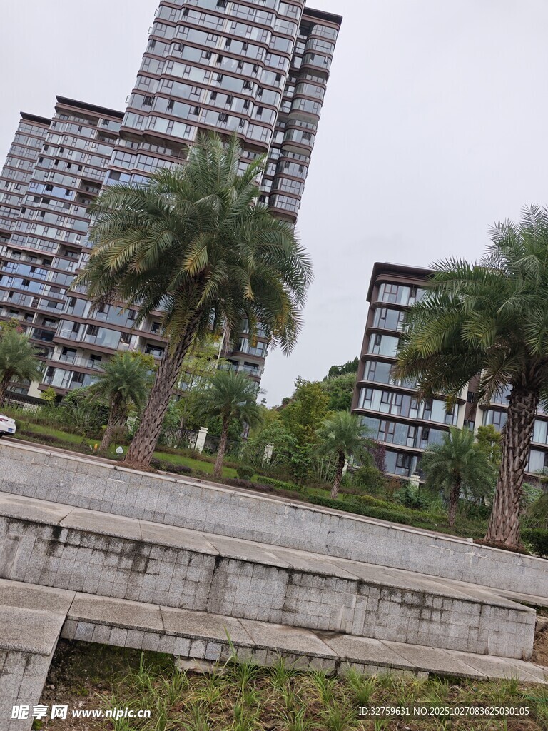 城市中矗立的棕榈树与高楼