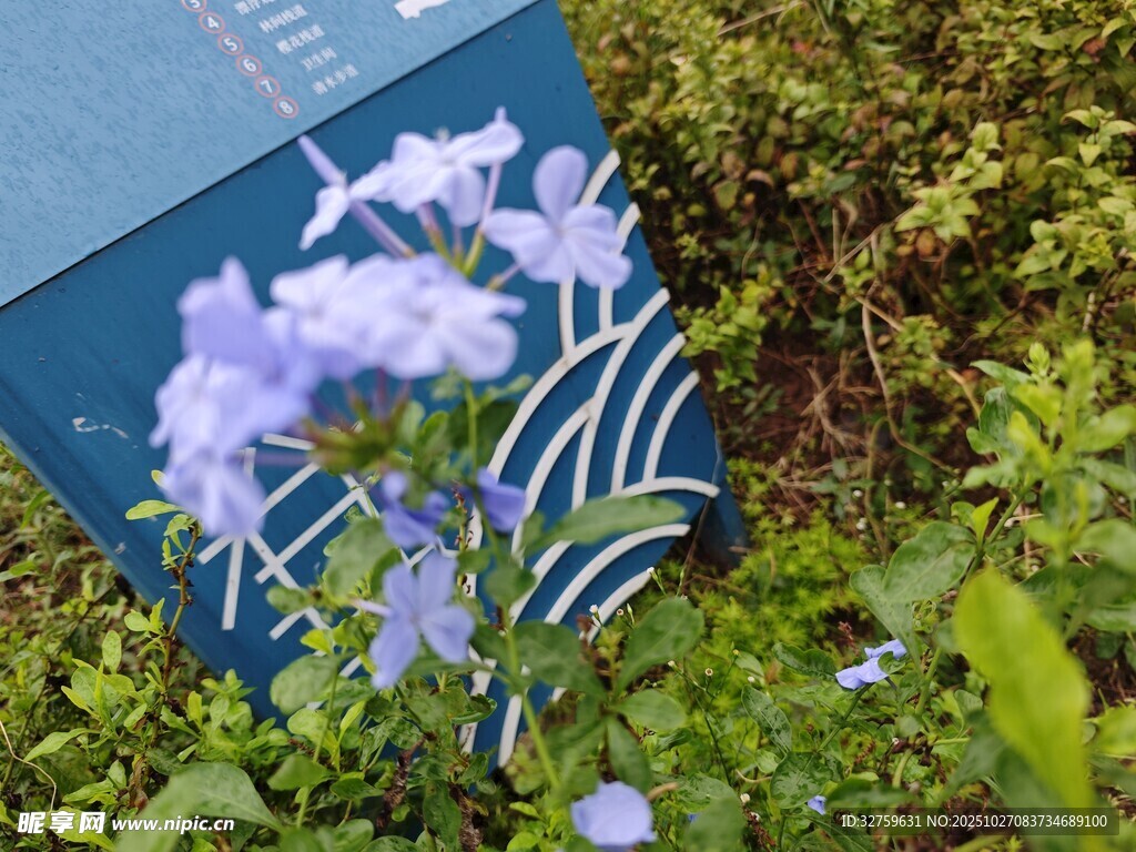 蓝花绽放于绿植间