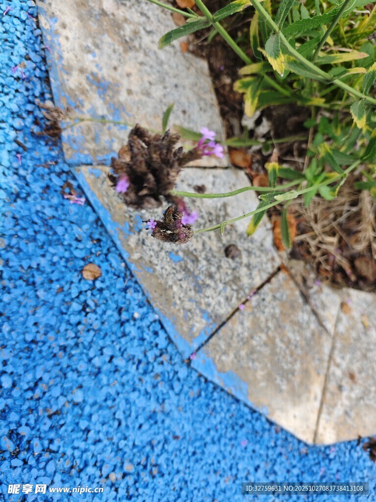 蓝地缝隙间绽放的小花