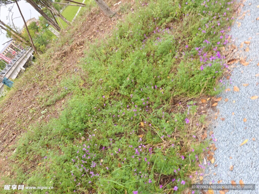 路边生机盎然的绿色草地