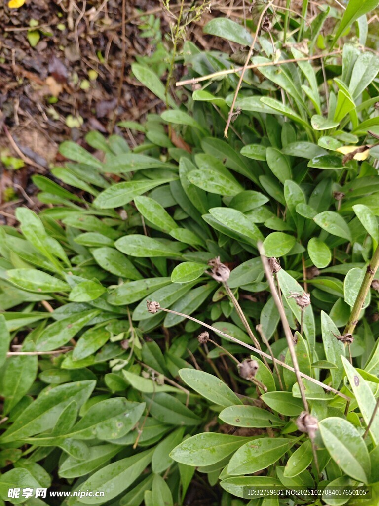 嫩绿繁茂的叶片植物