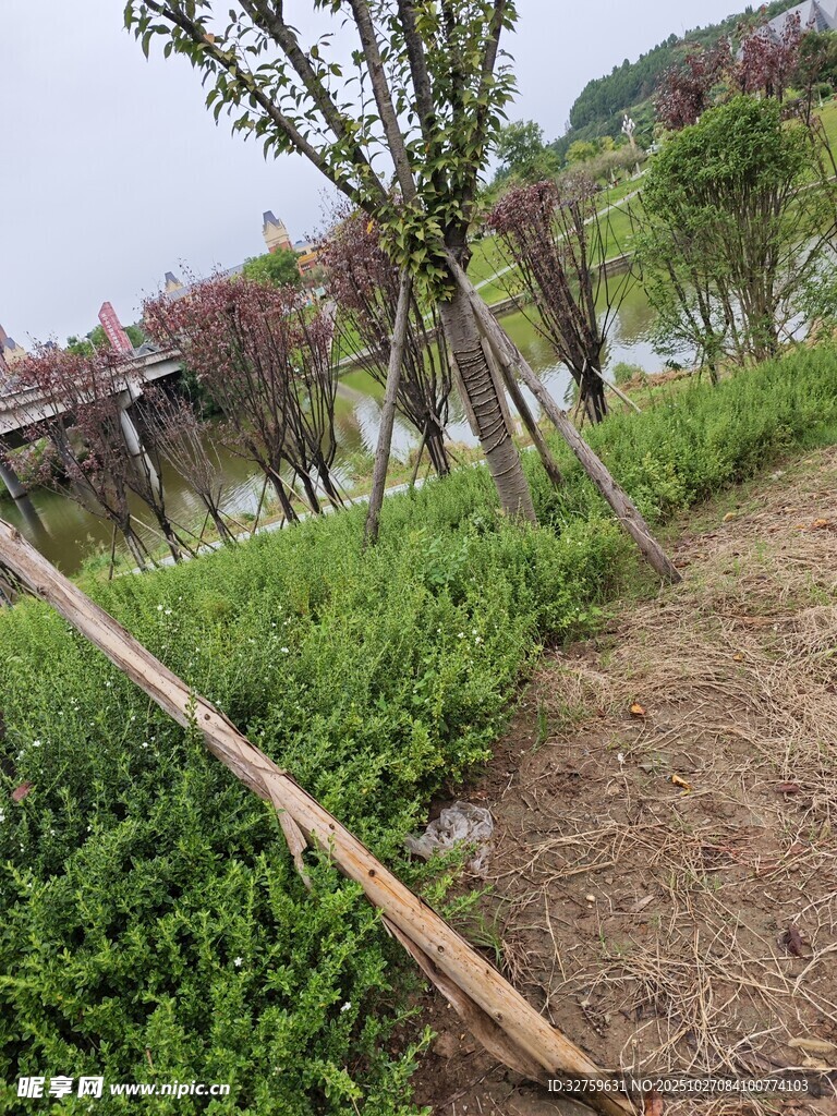 户外绿植与倾斜木棍场景