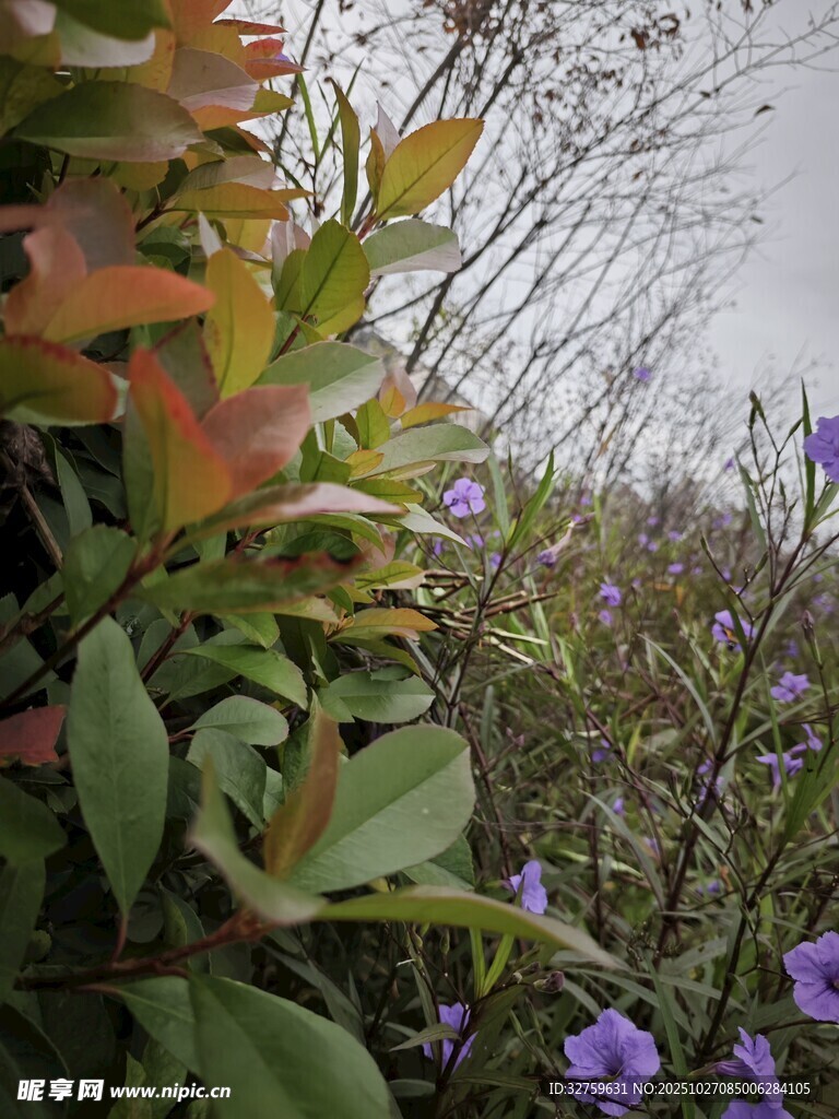 多彩植物与紫色小花景观