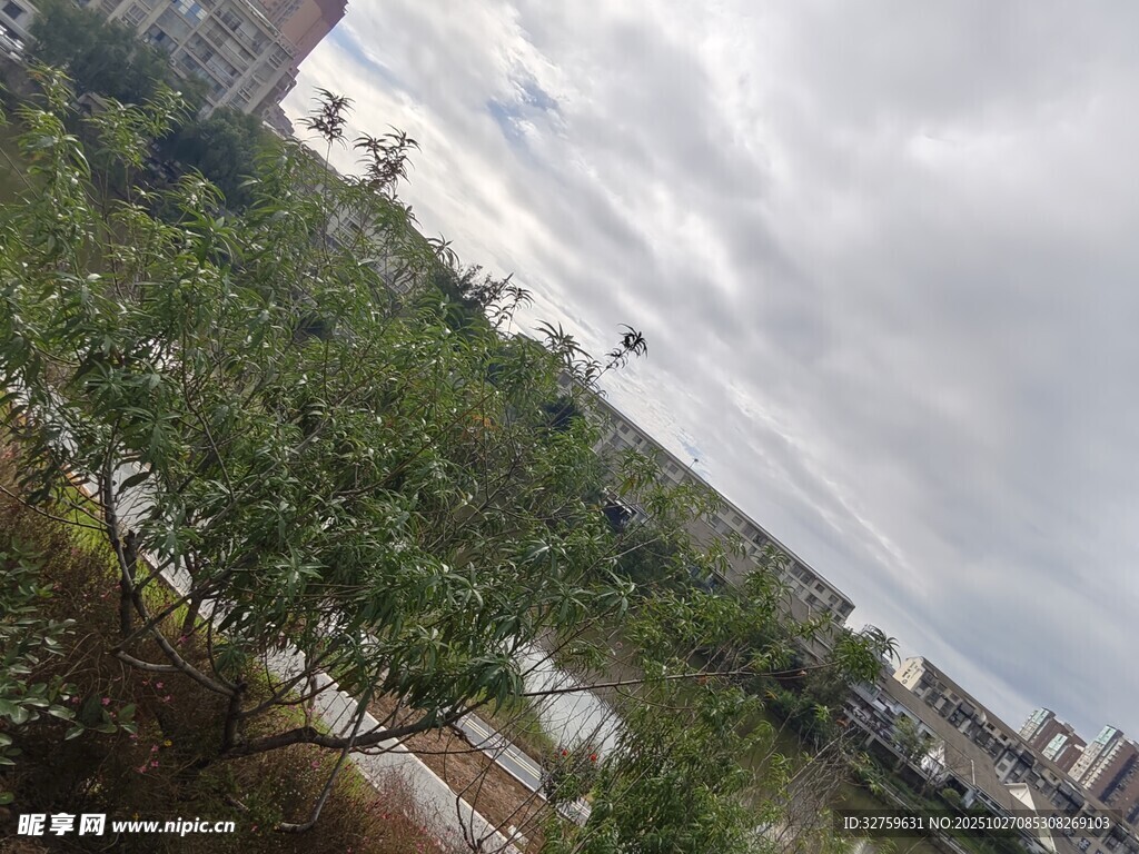 阴天中的城市绿植景观