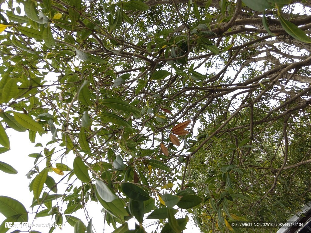 繁茂枝叶间的自然景致