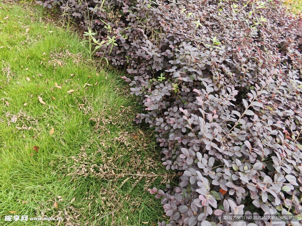 紫叶植物与绿草景观