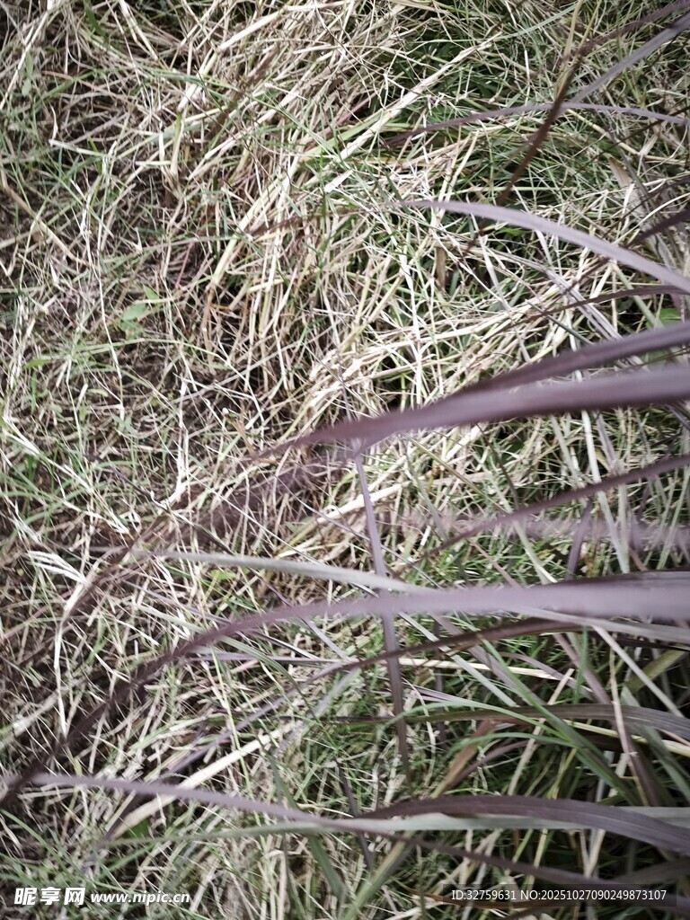 干草中的金属耙齿