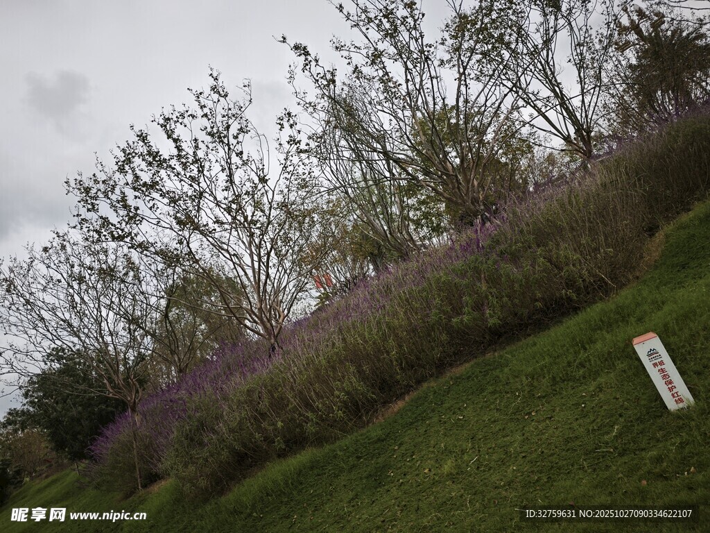 山坡上的繁茂花草树木