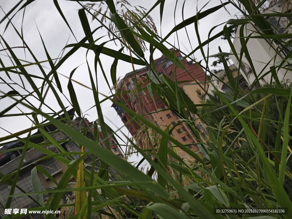 透过绿植看远处建筑