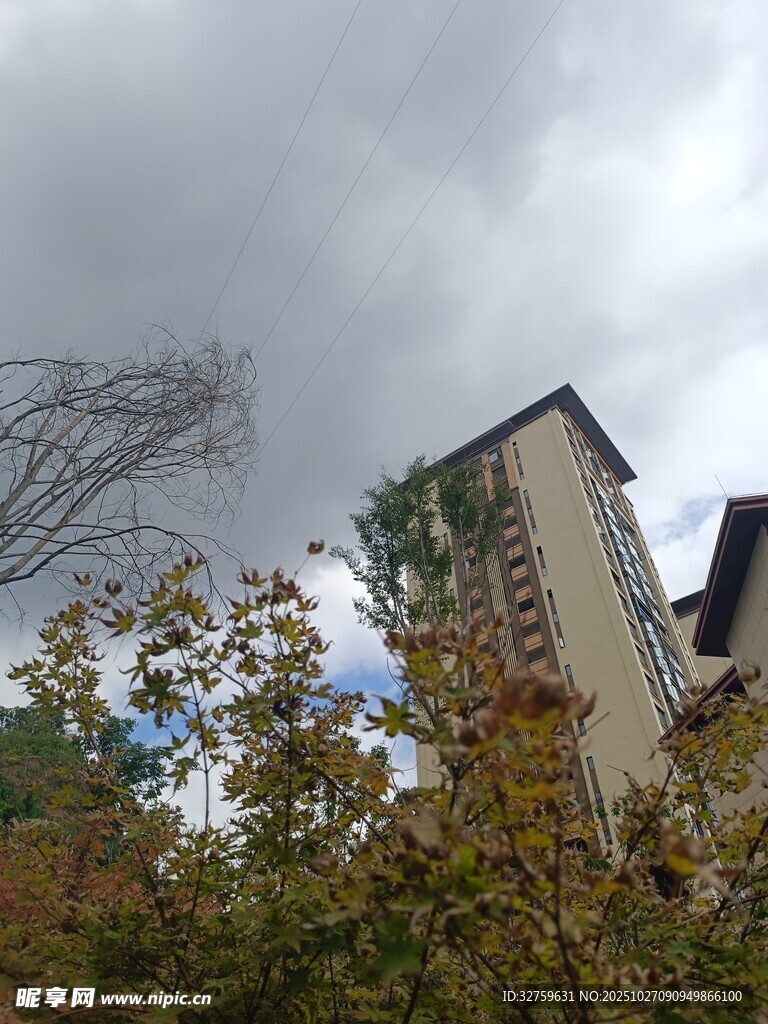 阴天下的高楼与树木