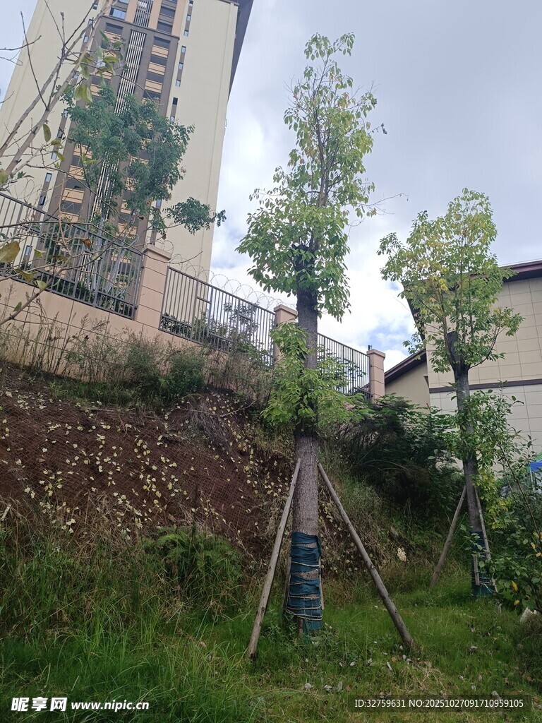 山坡绿植栽种现场