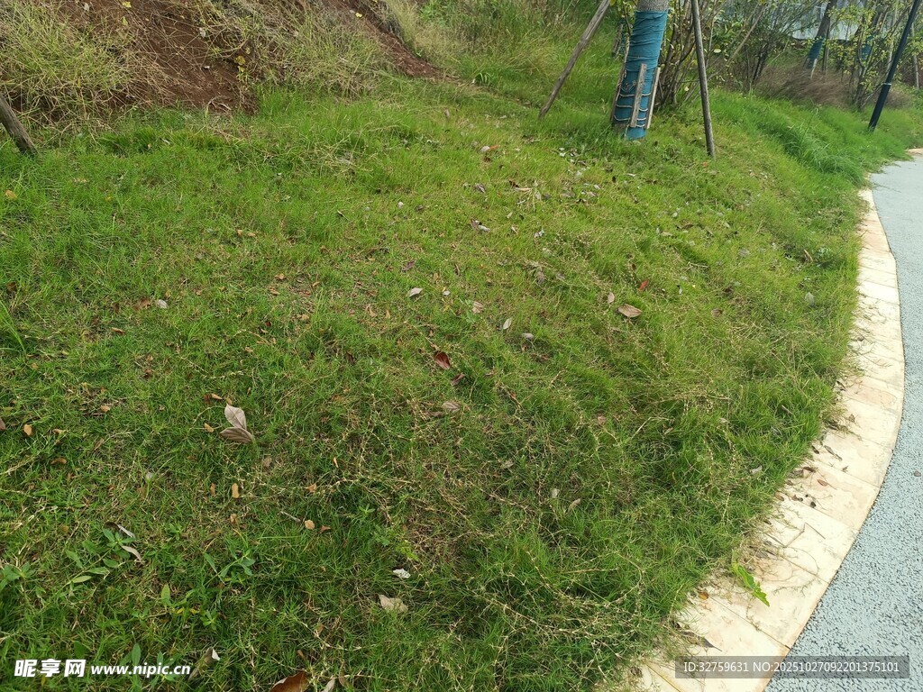 路边绿意盎然的草地
